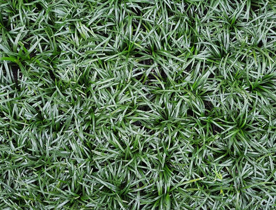 G0099 Grass, Ophiopogon Japonicus - View 15 from www redcrocus com