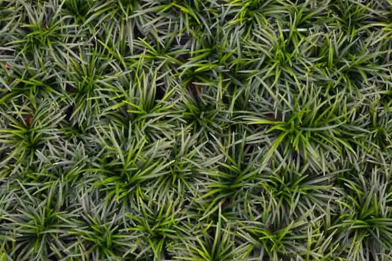 G0099 Grass, Ophiopogon Japonicus - View 16 from www redcrocus com