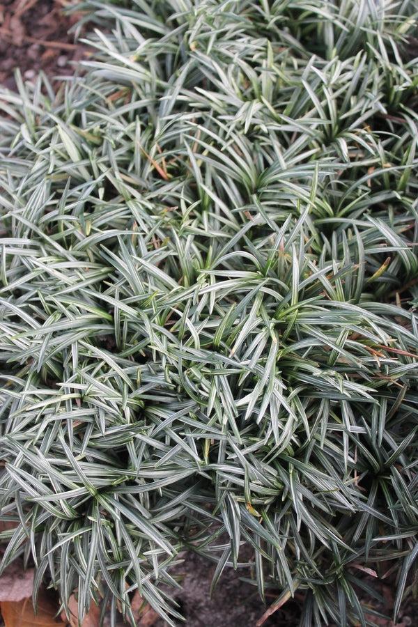 G0099 Grass, Ophiopogon Japonicus - View 17 from www redcrocus com