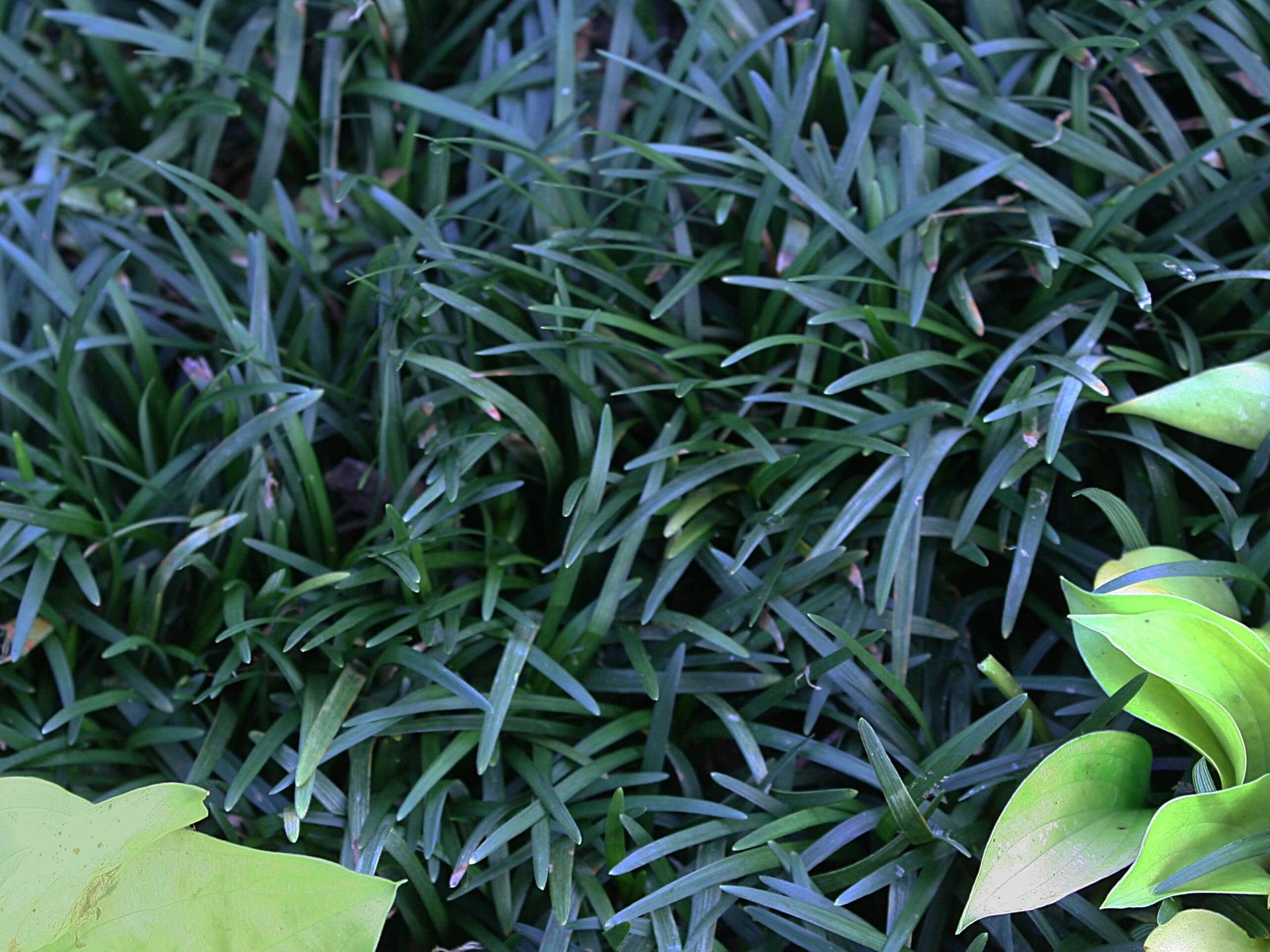 G0099 Grass, Ophiopogon Japonicus - View 18 from www redcrocus com