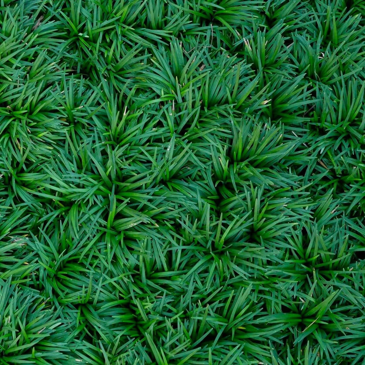 G0099 Grass, Ophiopogon Japonicus - View 19 from www redcrocus com