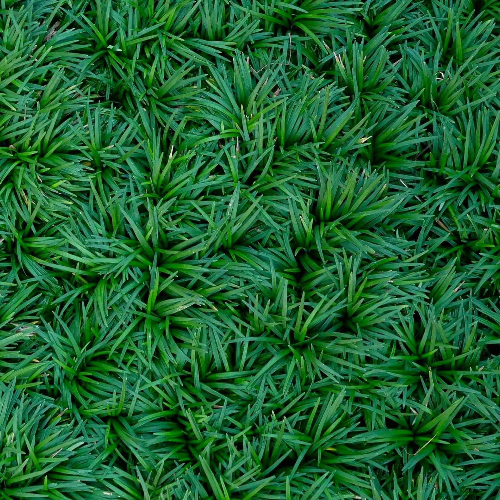 G0099 Grass, Ophiopogon Japonicus - View 19 from www redcrocus com