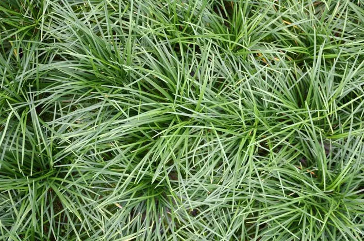 G0099 Grass, Ophiopogon Japonicus - View 1 from www redcrocus com