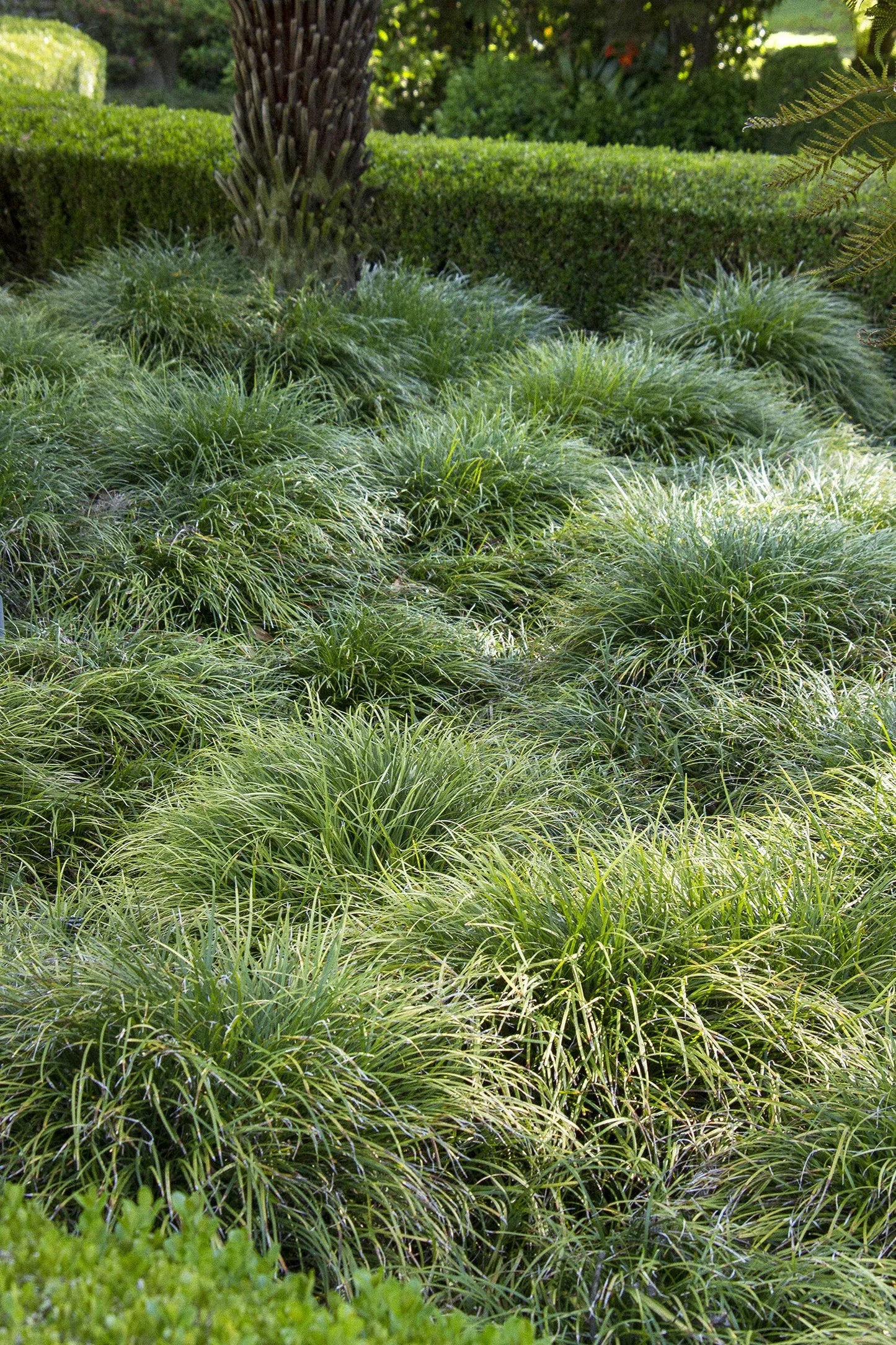 G0099 Grass, Ophiopogon Japonicus - View 20 from www redcrocus com