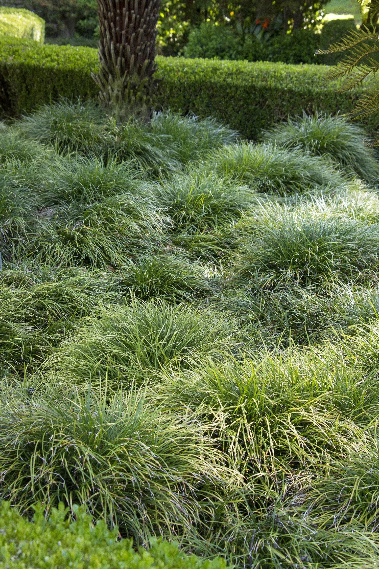 G0099 Grass, Ophiopogon Japonicus - View 20 from www redcrocus com