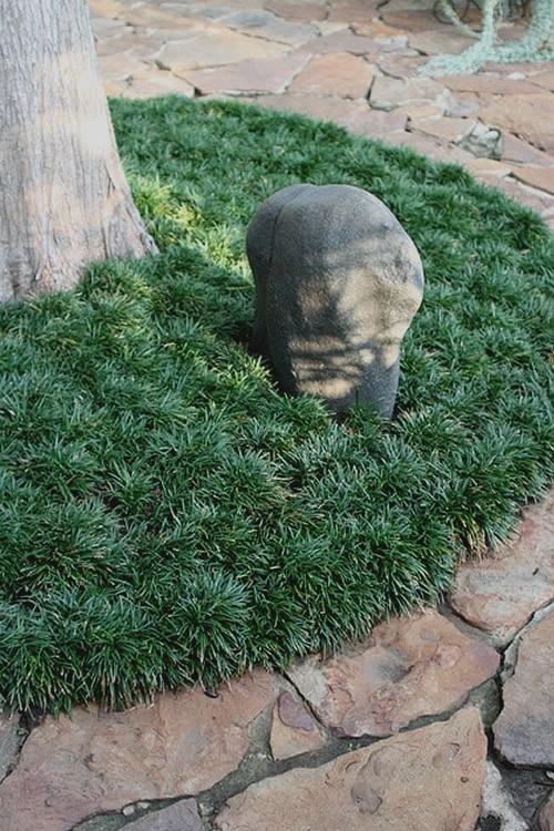 G0099 Grass, Ophiopogon Japonicus - View 22 from www redcrocus com