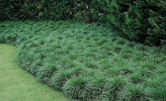 G0099 Grass, Ophiopogon Japonicus - View 23 from www redcrocus com
