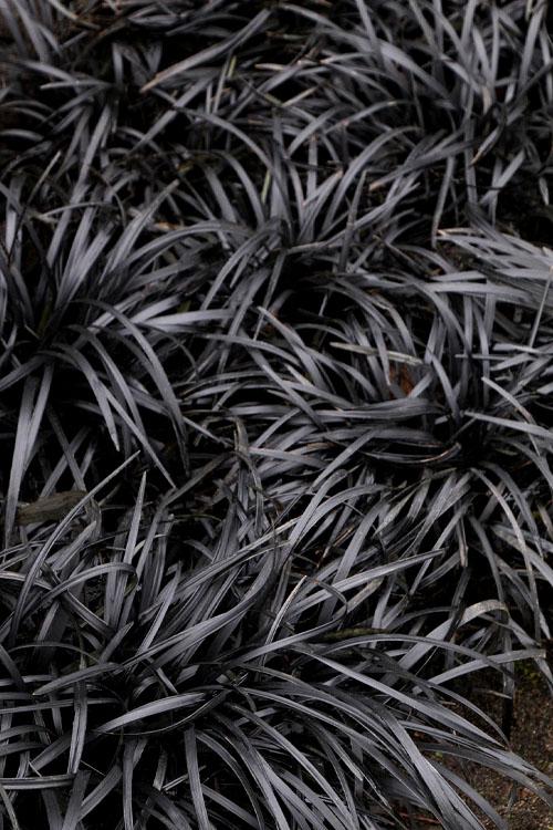 G0099 Grass, Ophiopogon Japonicus - View 24 from www redcrocus com