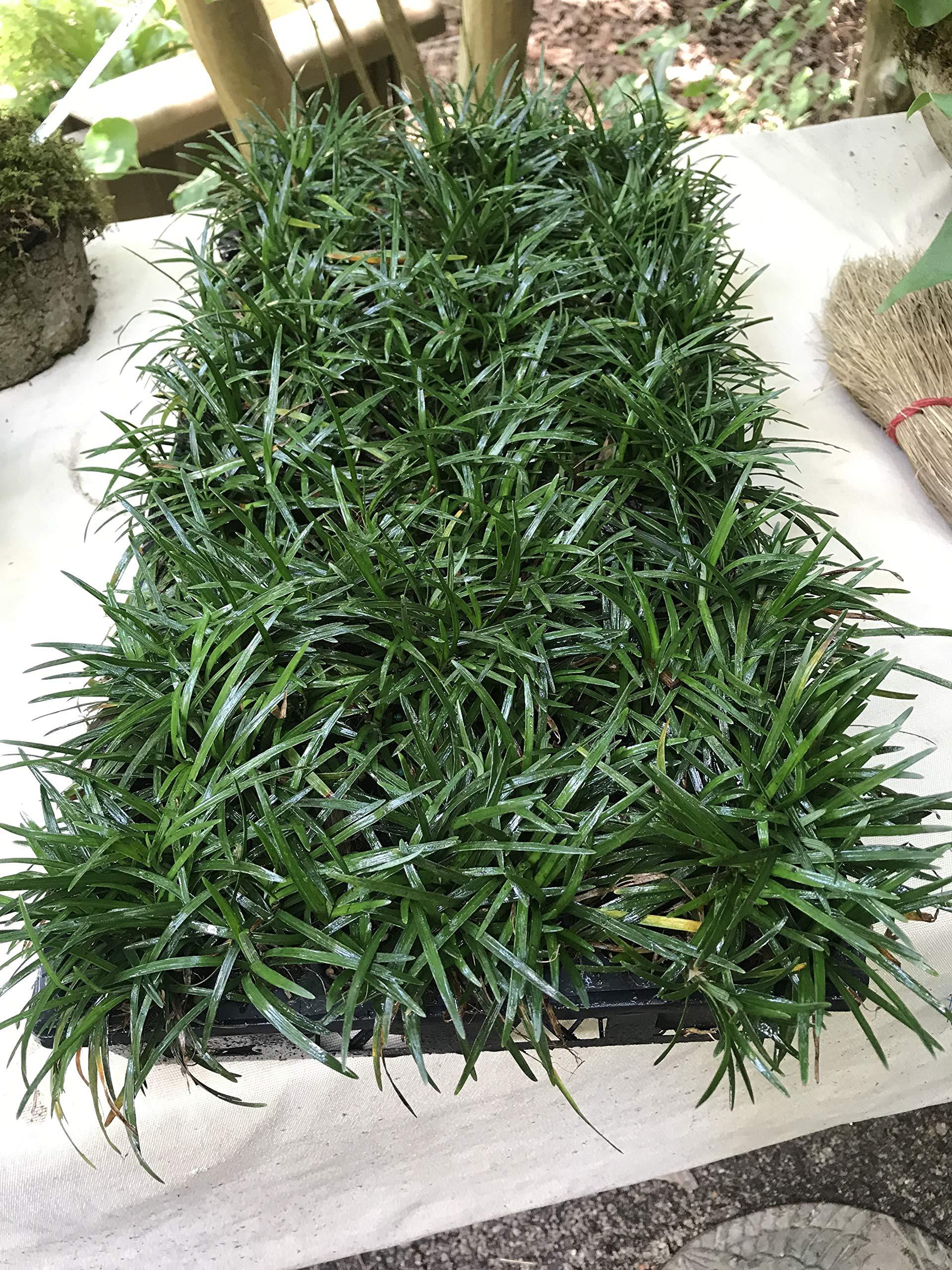 G0099 Grass, Ophiopogon Japonicus - View 25 from www redcrocus com