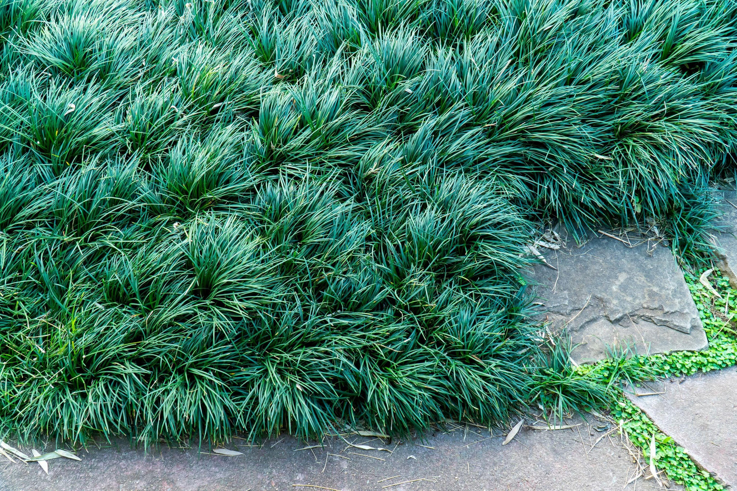 G0099 Grass, Ophiopogon Japonicus - View 31 from www redcrocus com