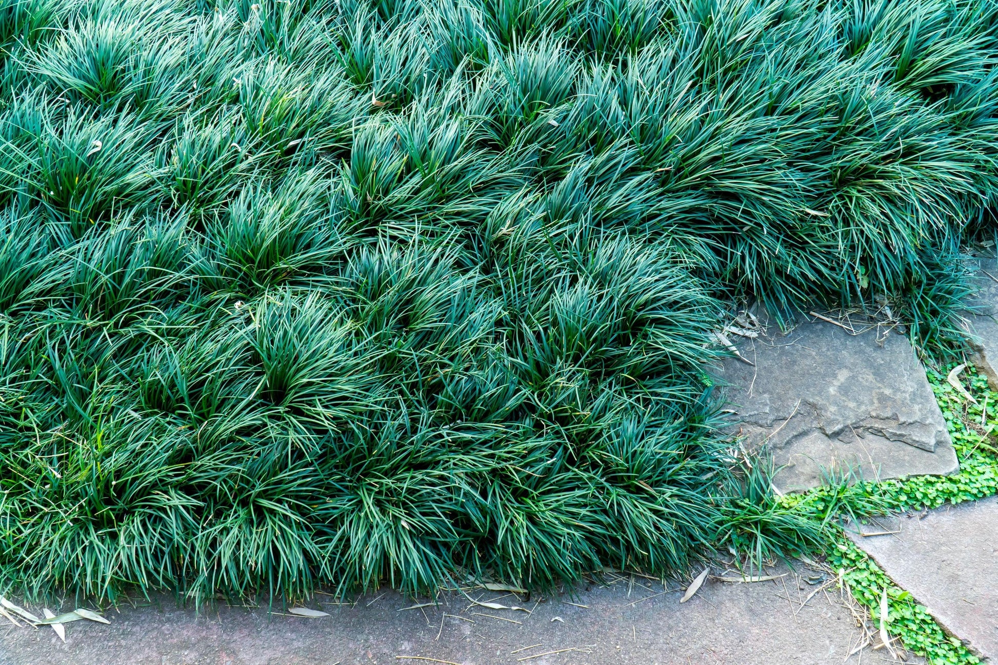 G0099 Grass, Ophiopogon Japonicus - View 31 from www redcrocus com