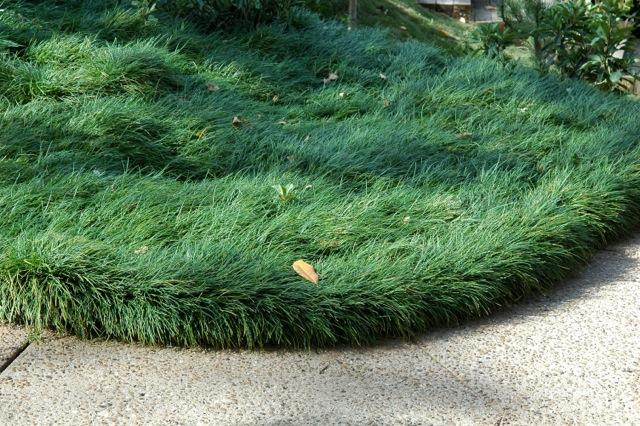 G0099 Grass, Ophiopogon Japonicus - View 32 from www redcrocus com