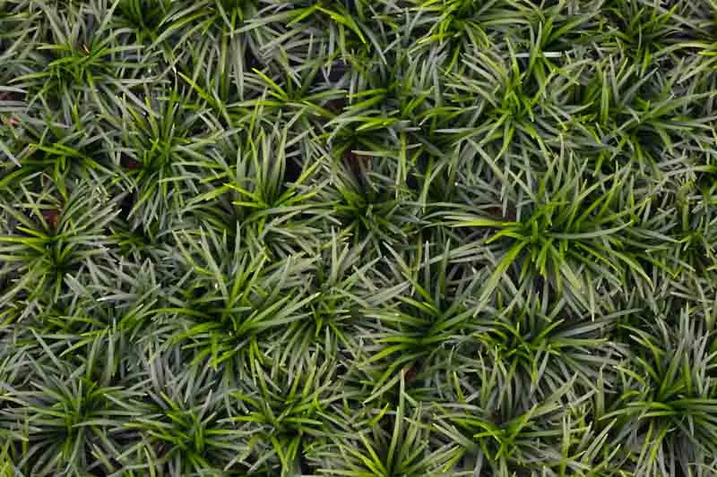G0099 Grass, Ophiopogon Japonicus - View 33 from www redcrocus com