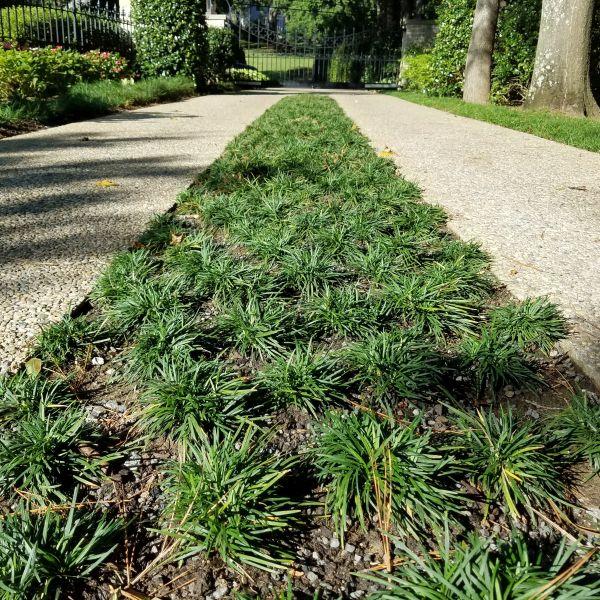 G0099 Grass, Ophiopogon Japonicus - View 35 from www redcrocus com