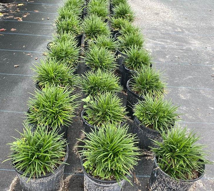 G0099 Grass, Ophiopogon Japonicus - View 36 from www redcrocus com