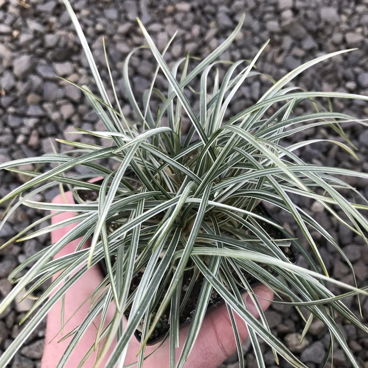 G0099 Grass, Ophiopogon Japonicus - View 5 from www redcrocus com