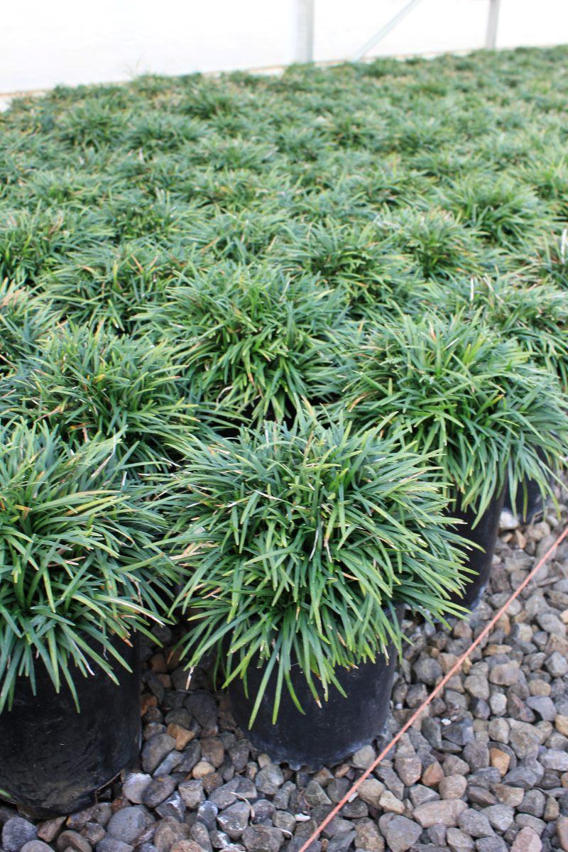 G0099 Grass, Ophiopogon Japonicus - View 6 from www redcrocus com