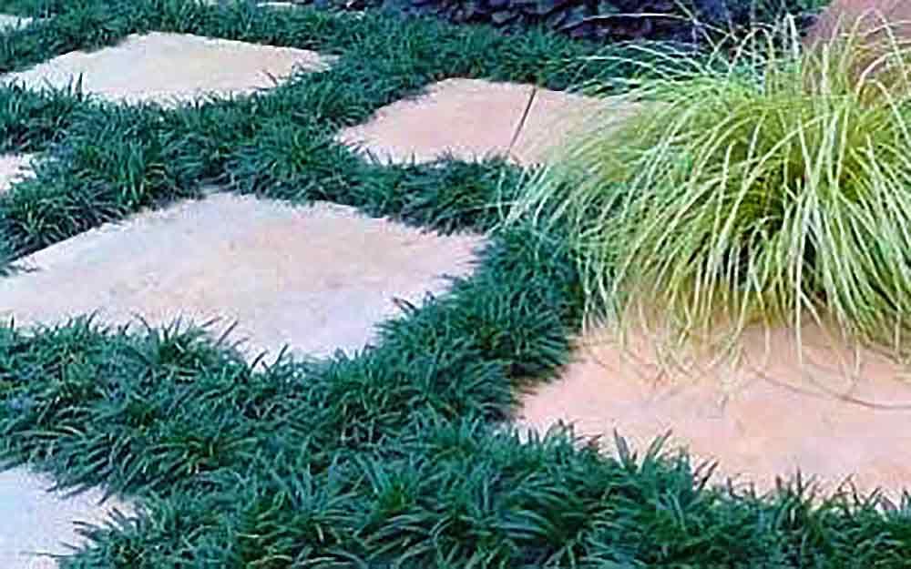 G0099 Grass, Ophiopogon Japonicus - View 9 from www redcrocus com