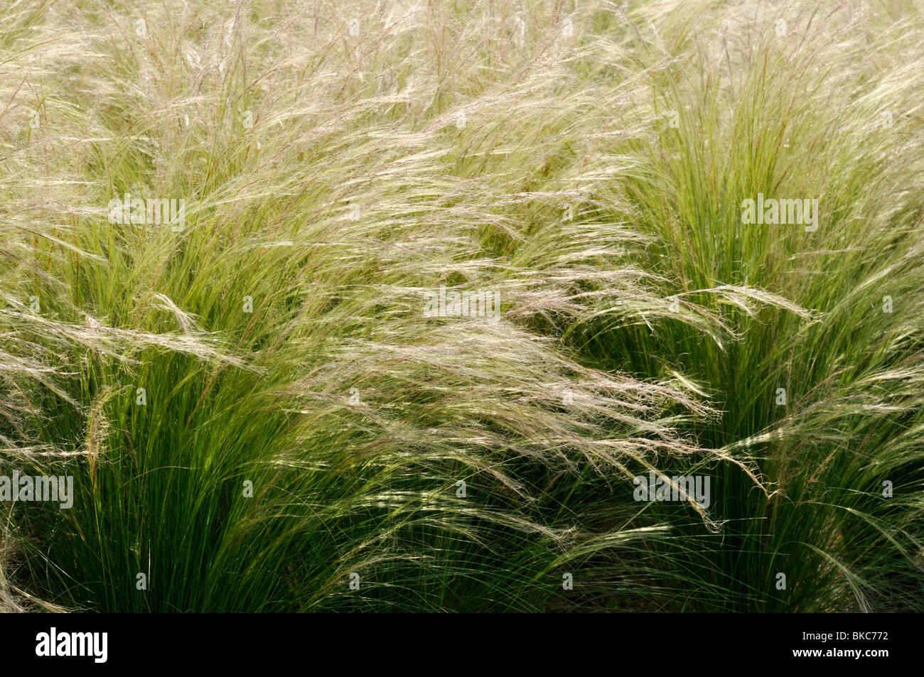 G0100 Grass Nassella Tenuissima - View 11 from www redcrocus com