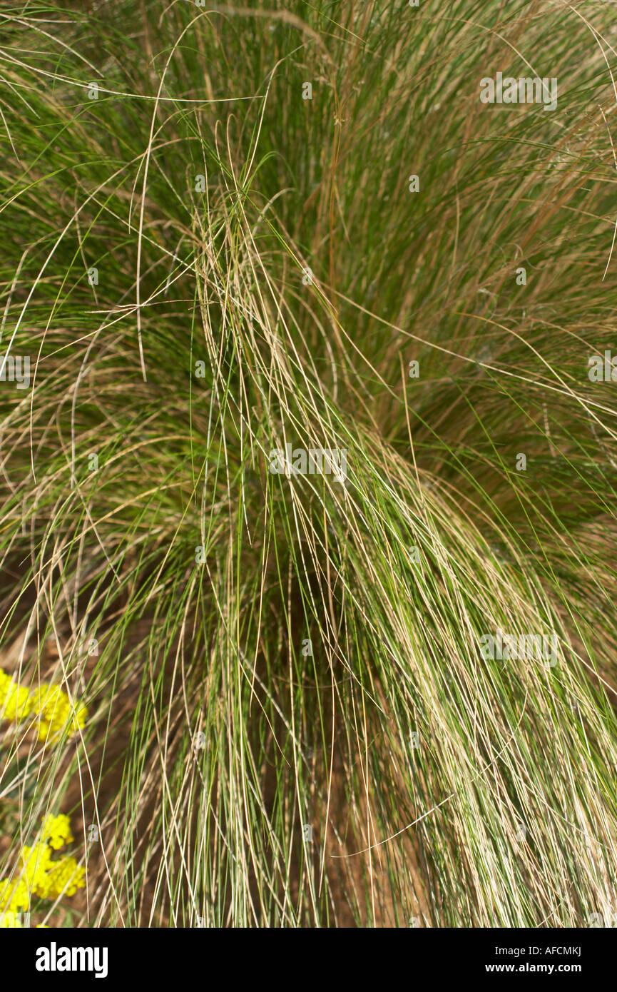 G0100 Grass Nassella Tenuissima - View 14 from www redcrocus com