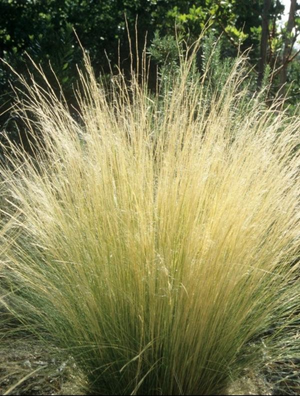 G0100 Grass Nassella Tenuissima - View 18 from www redcrocus com