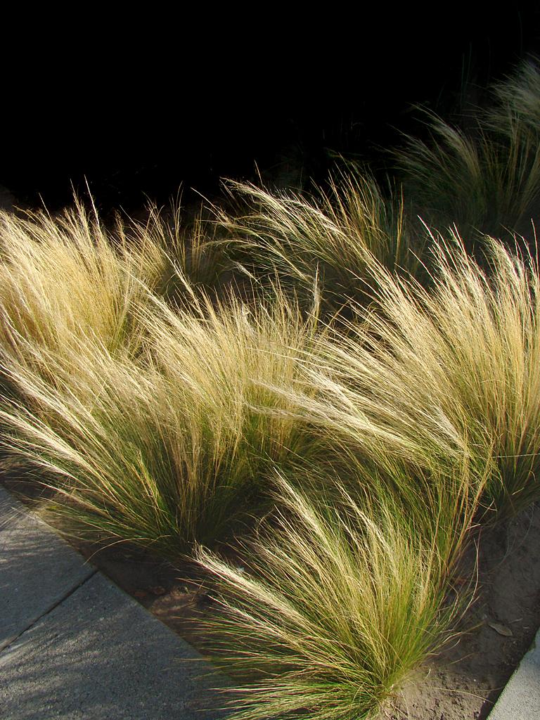 G0100 Grass Nassella Tenuissima - View 3 from www redcrocus com