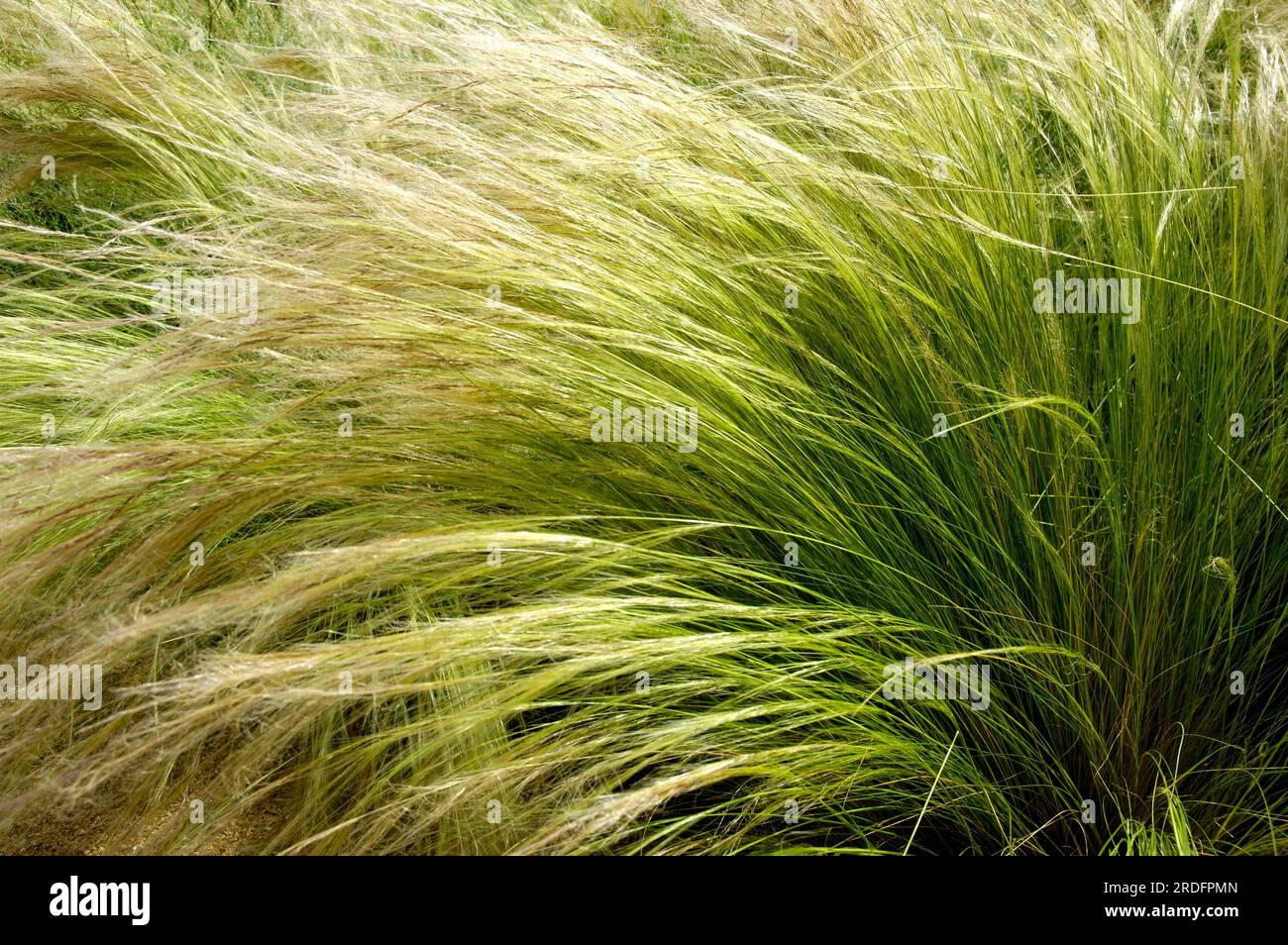 G0100 Grass Nassella Tenuissima - View 8 from www redcrocus com