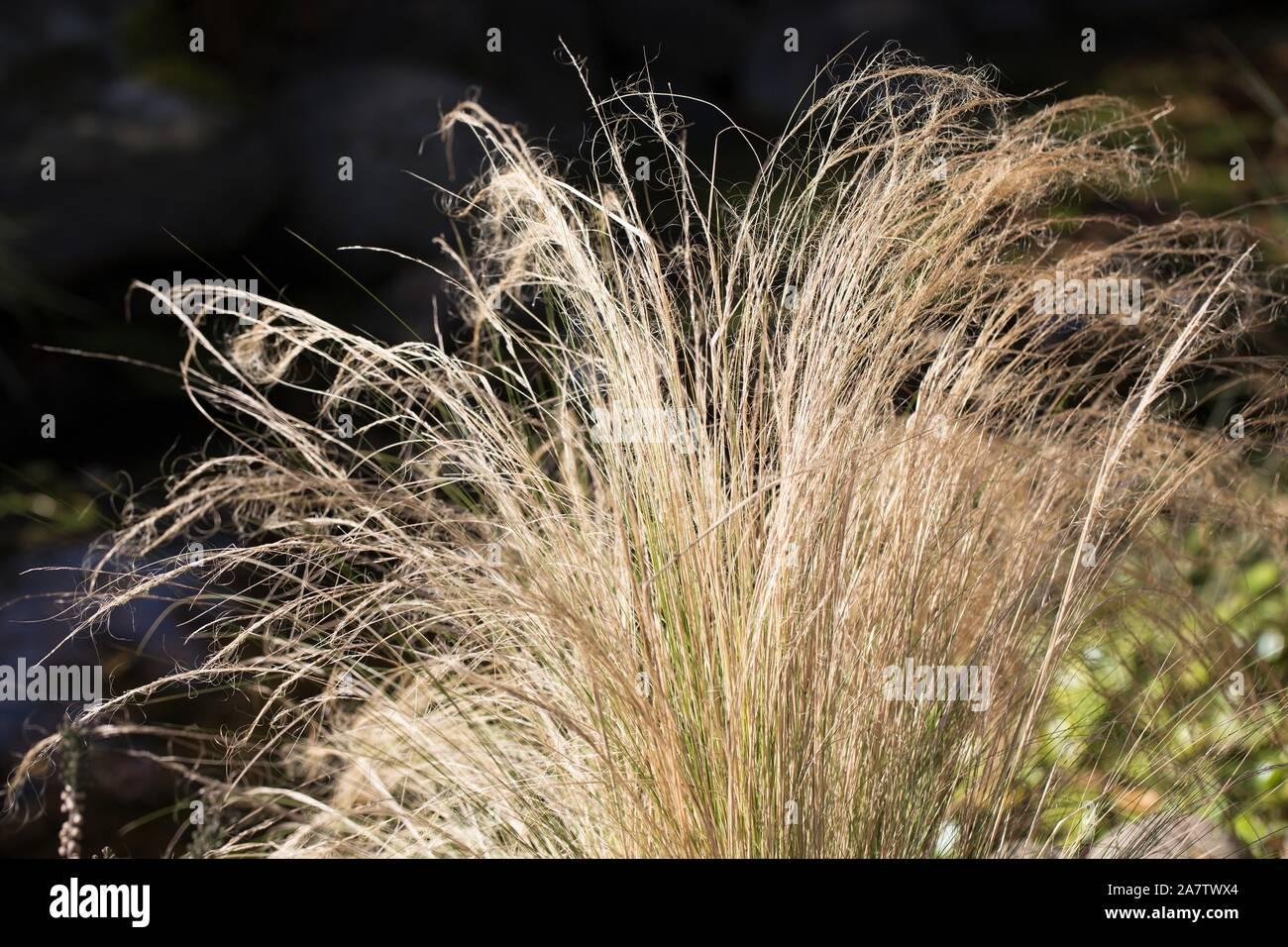 G0100 Grass Nassella Tenuissima - View 9 from www redcrocus com