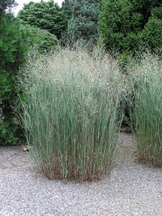 G0101 Grass Panicum Virgatum Heavy Metal - View 10 from www redcrocus com