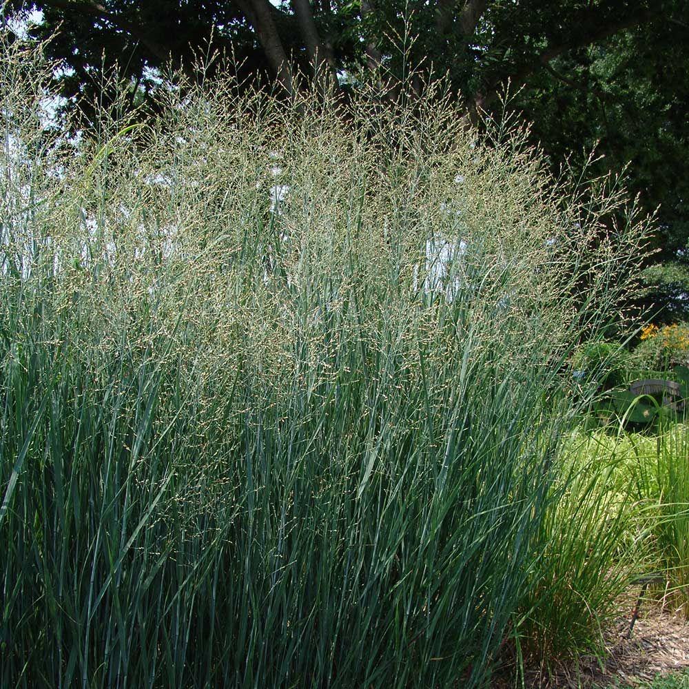 G0101 Grass Panicum Virgatum Heavy Metal - View 12 from www redcrocus com