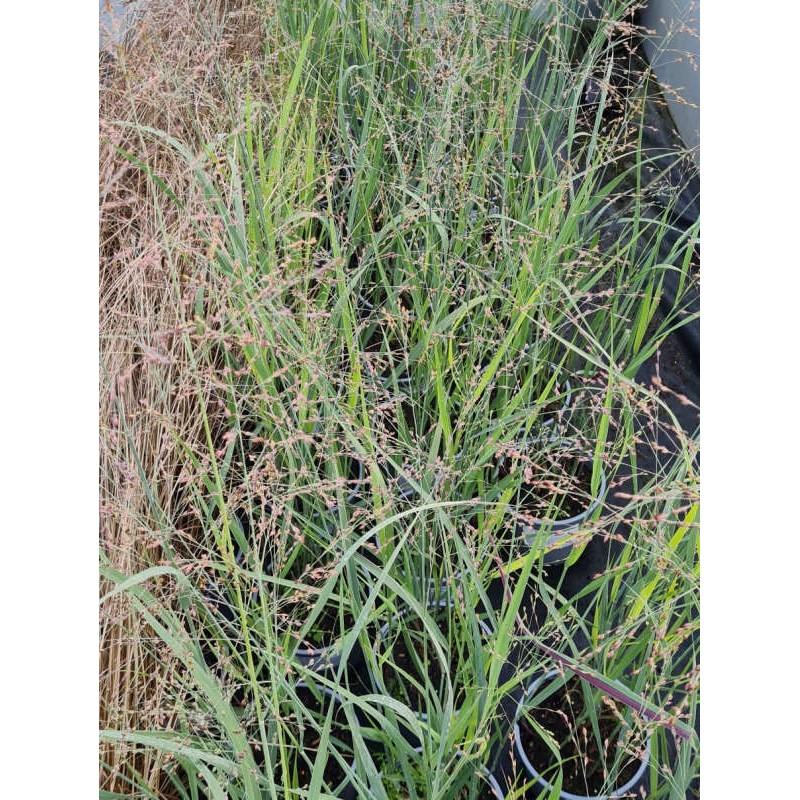 G0101 Grass Panicum Virgatum Heavy Metal - View 13 from www redcrocus com