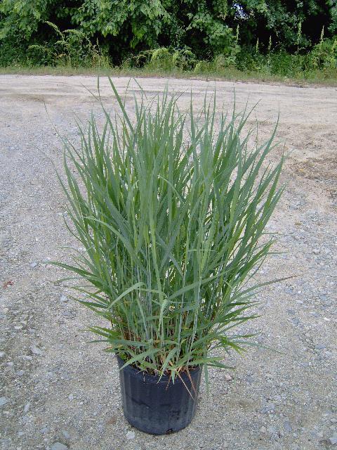 G0101 Grass Panicum Virgatum Heavy Metal - View 18 from www redcrocus com