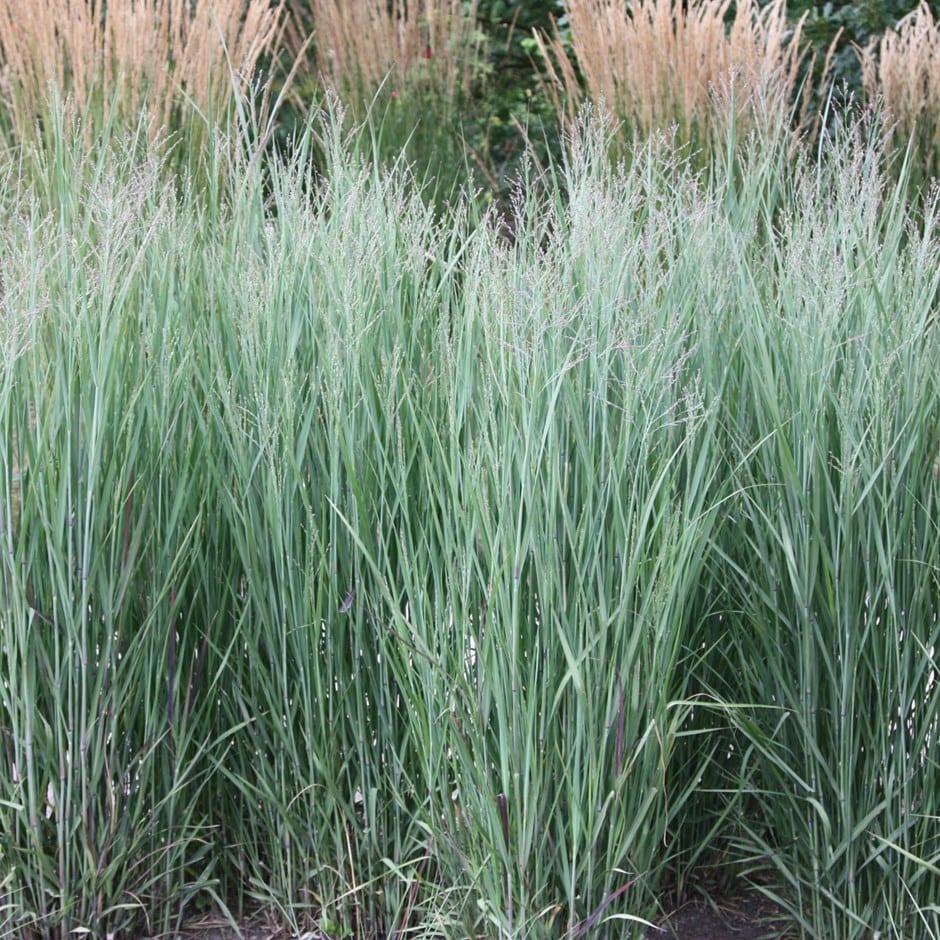 G0101 Grass Panicum Virgatum Heavy Metal - View 3 from www redcrocus com