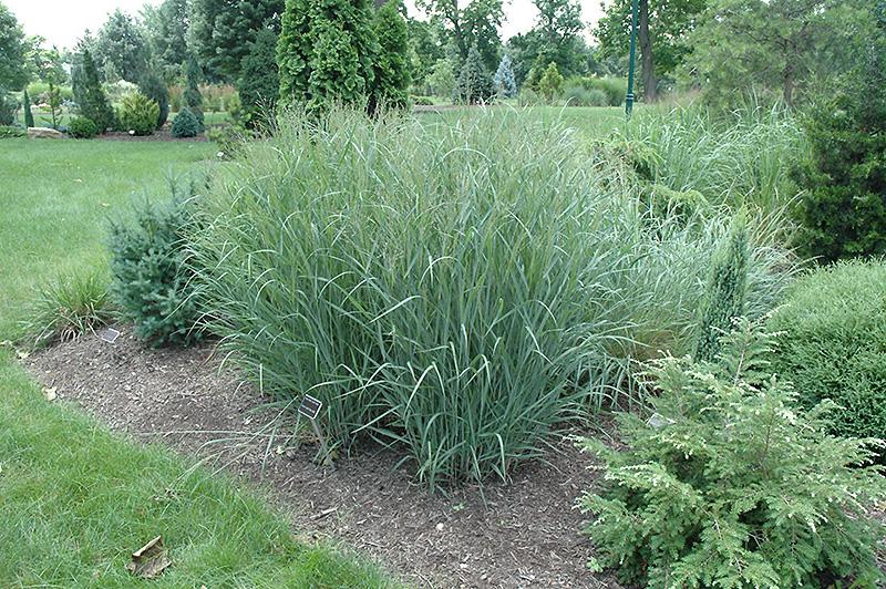 G0101 Grass Panicum Virgatum Heavy Metal - View 5 from www redcrocus com
