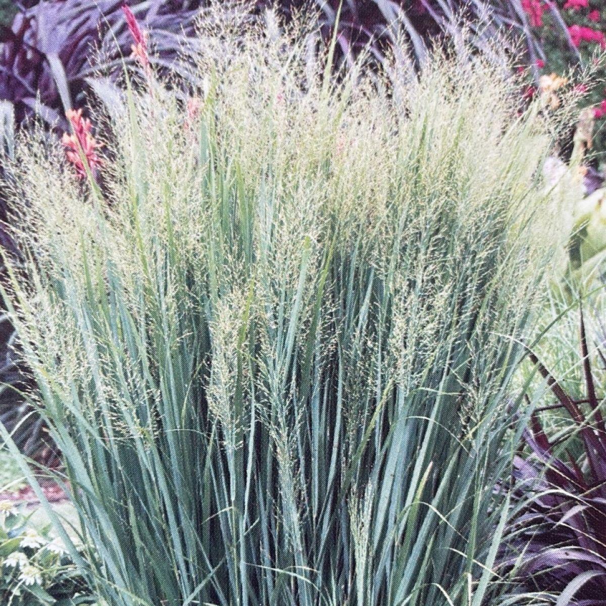 G0105 Grass Panicum Virgatum Northwind - View 10 from www redcrocus com