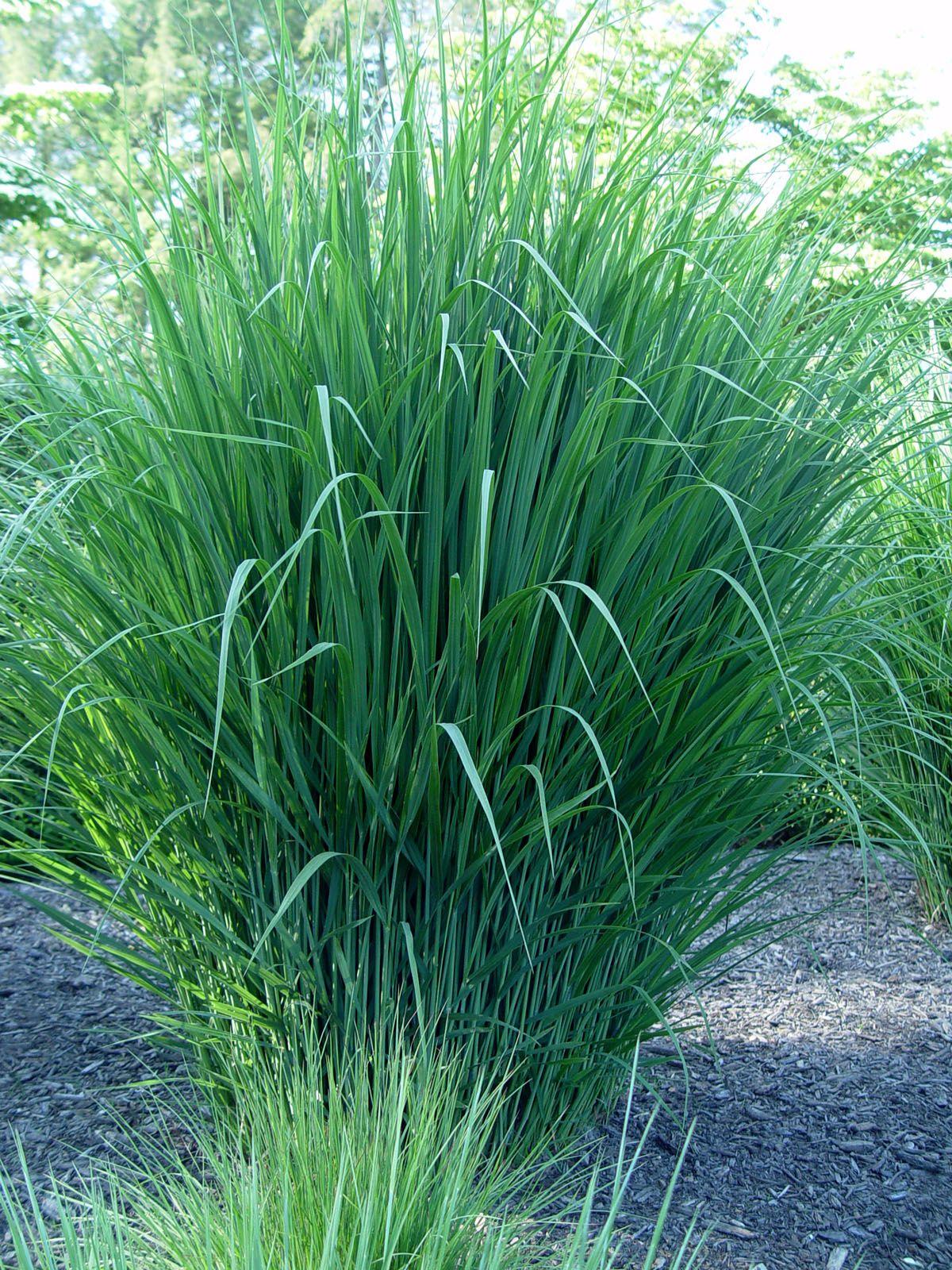 G0105 Grass Panicum Virgatum Northwind - View 11 from www redcrocus com