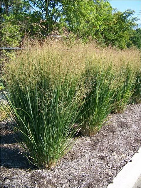 G0105 Grass Panicum Virgatum Northwind - View 13 from www redcrocus com