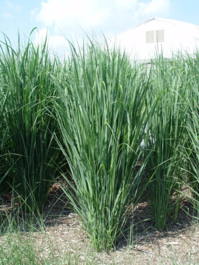 G0105 Grass Panicum Virgatum Northwind - View 14 from www redcrocus com