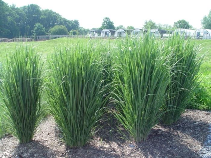 G0105 Grass Panicum Virgatum Northwind - View 16 from www redcrocus com
