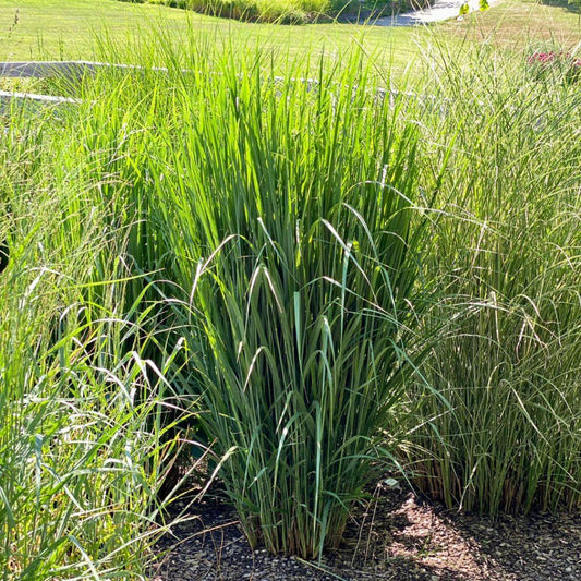 G0105 Grass Panicum Virgatum Northwind - View 1 from www redcrocus com