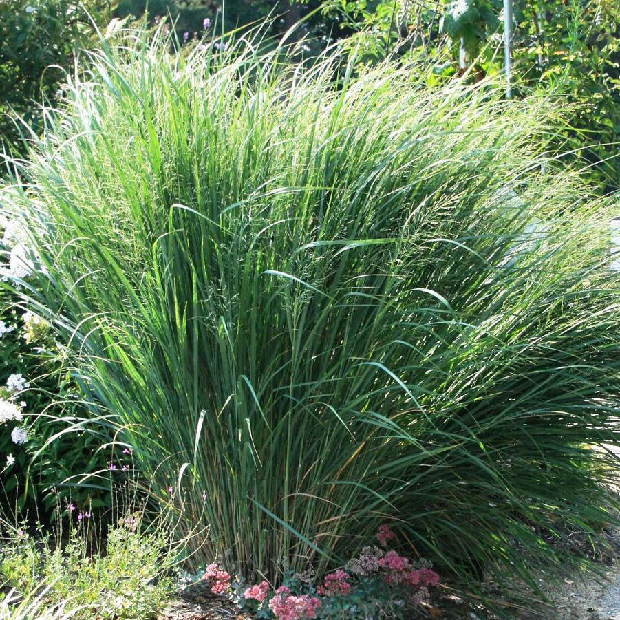 G0105 Grass Panicum Virgatum Northwind - View 8 from www redcrocus com