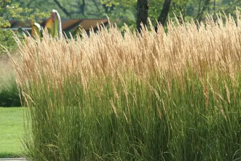 G0107 Grass, Calamagrostis X Acutiflora 'karl Foerster' - View 10 from www redcrocus com