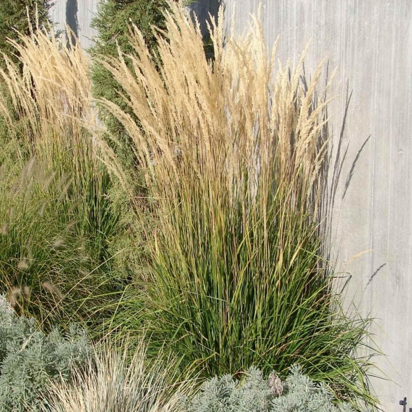 G0107 Grass, Calamagrostis X Acutiflora 'karl Foerster' - View 12 from www redcrocus com