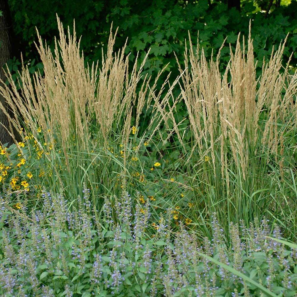 G0107 Grass, Calamagrostis X Acutiflora 'karl Foerster' - View 13 from www redcrocus com