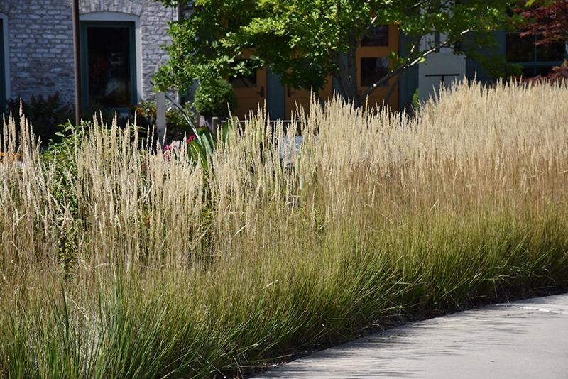 G0107 Grass, Calamagrostis X Acutiflora 'karl Foerster' - View 18 from www redcrocus com