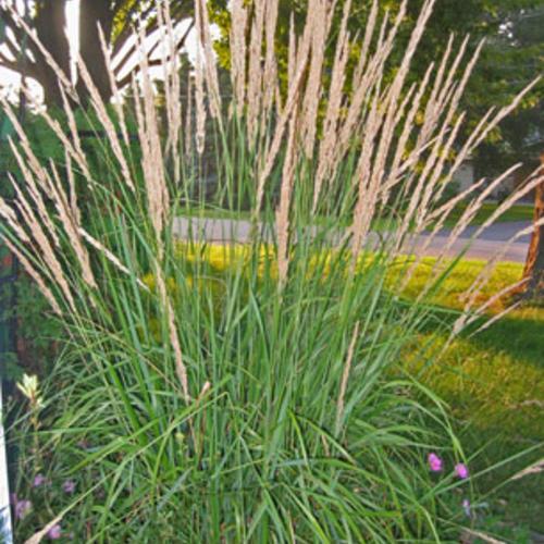 G0107 Grass, Calamagrostis X Acutiflora 'karl Foerster' - View 19 from www redcrocus com