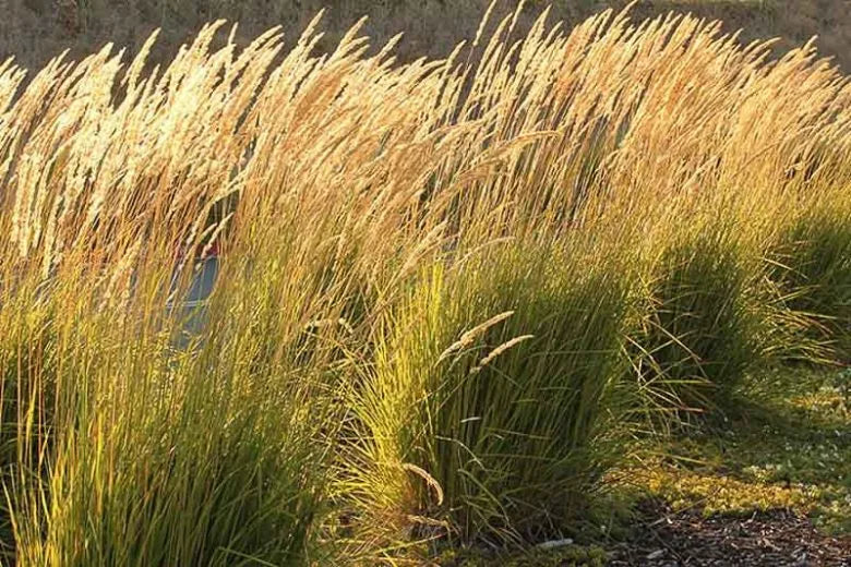 G0107 Grass, Calamagrostis X Acutiflora 'karl Foerster' - View 1 from www redcrocus com
