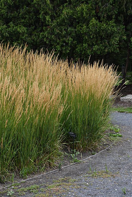 G0107 Grass, Calamagrostis X Acutiflora 'karl Foerster' - View 22 from www redcrocus com