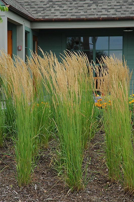 G0107 Grass, Calamagrostis X Acutiflora 'karl Foerster' - View 23 from www redcrocus com