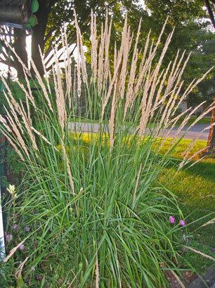G0107 Grass, Calamagrostis X Acutiflora 'karl Foerster' - View 25 from www redcrocus com